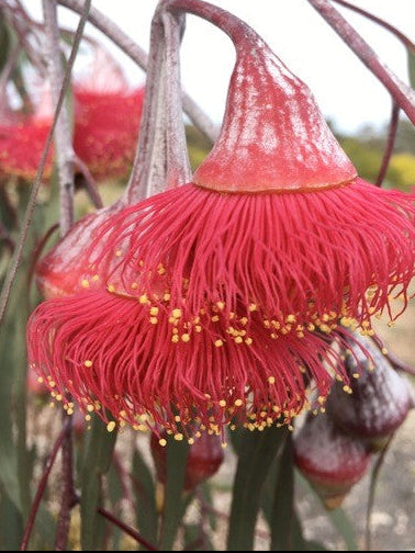 QueJack- 'Tutu Gummy'